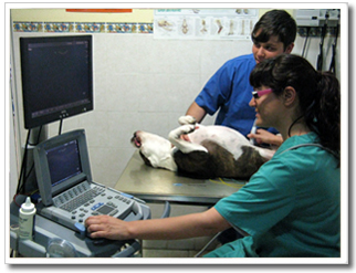 diagnostico