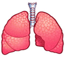 pulmones